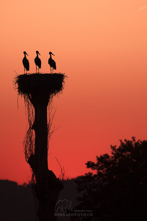 Drei Störche Silouhette zeichnet sich im Abendroter Hintergrund ab.