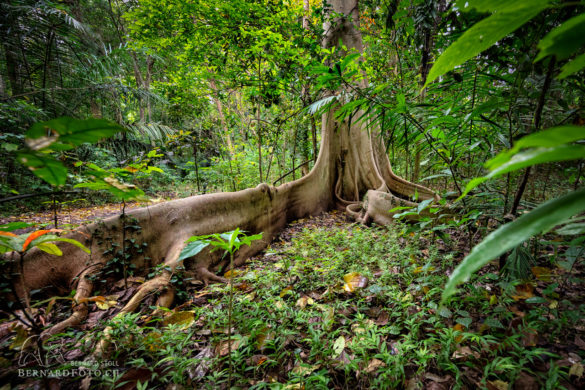 Riesiger Baumwurzel im Tangkoko-Nationalpark - Nord Sulawesi