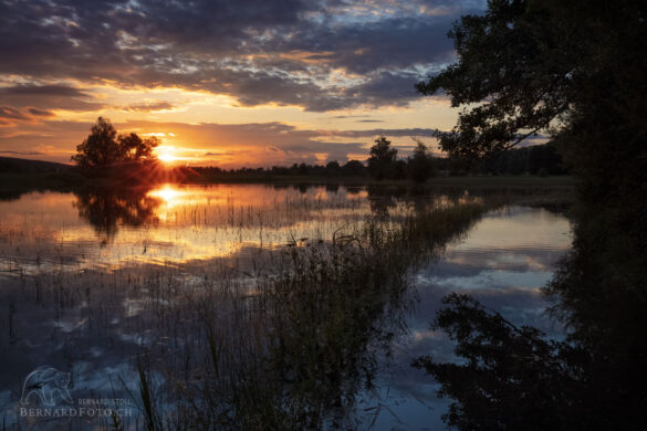 Sonnenuntergang spiegelt sich in das überschwemmte Schilffeld