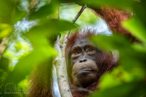 Orang-Utan Weibchen im Borneo Regenwald
