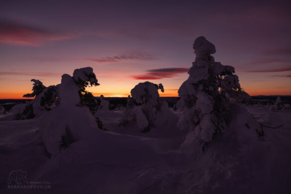 Lappland verschneite Bäume