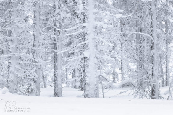 Lappland Wald im tief verschneiter Winter
