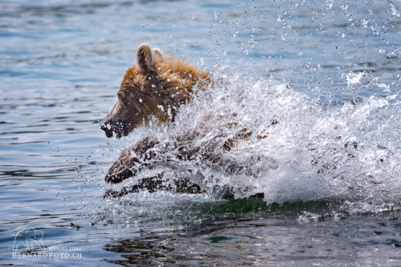 Bär auf Lachs Jagt - Kamtschatka