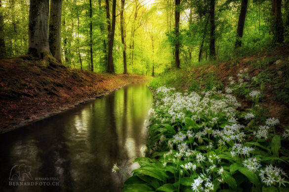 Bärlauch Blüten Baselland