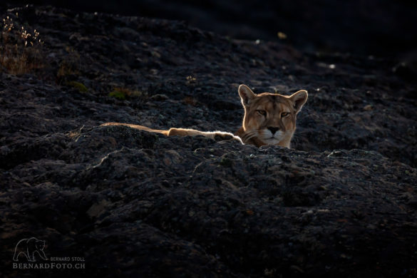 Puma Weibchen im Gegenlicht