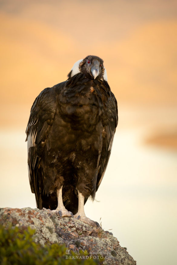 Condor Weibchen