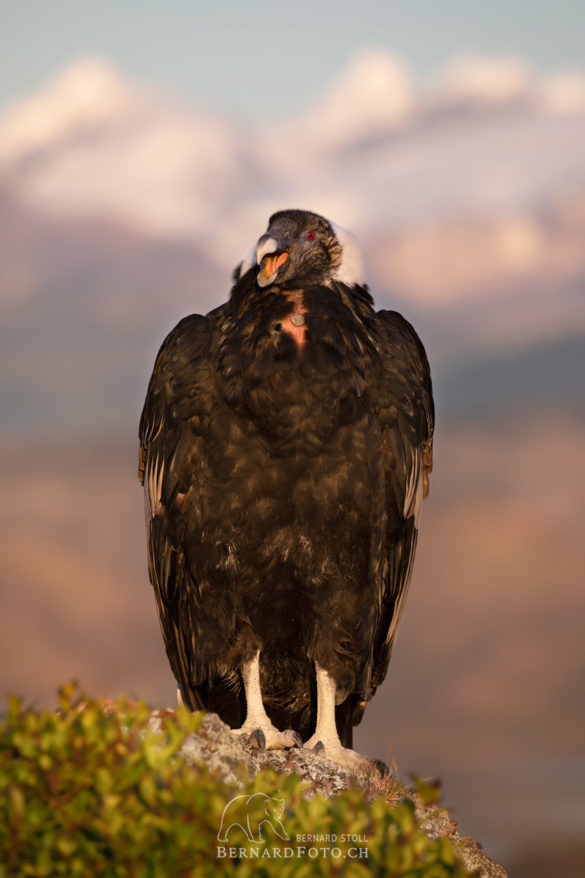 Condor Weibchen