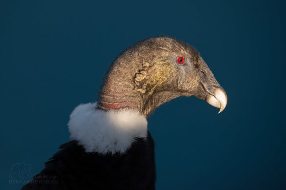 Condor Weibchen Portrait
