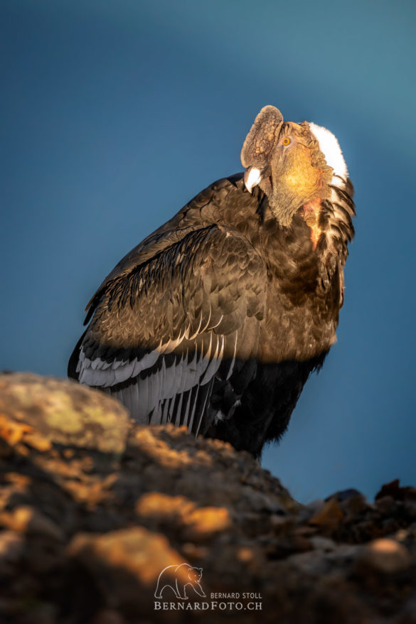 Condor Männchen