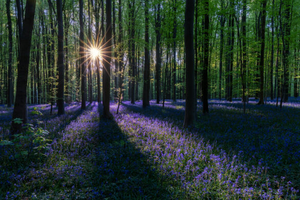 Hallerbos_01
