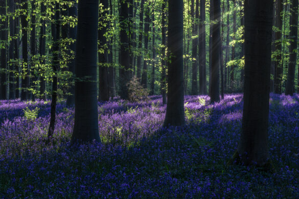 Hallerbos_02