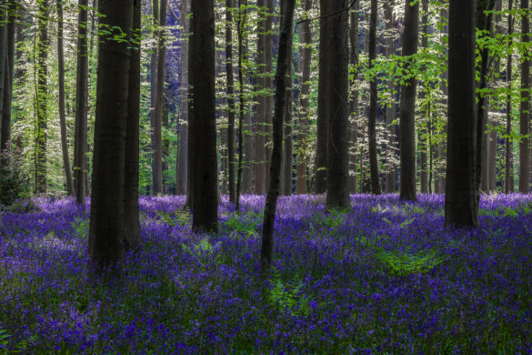 Hallerbos_03