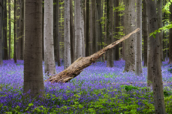 Hallerbos_04