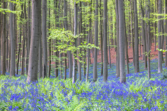 Hallerbos_05