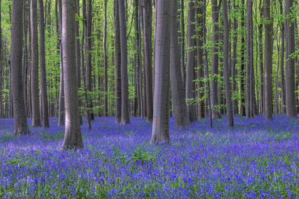 Hallerbos_06