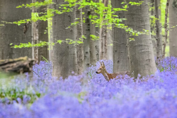 Hallerbos_07