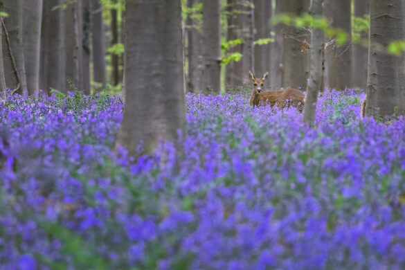 Hallerbos_08