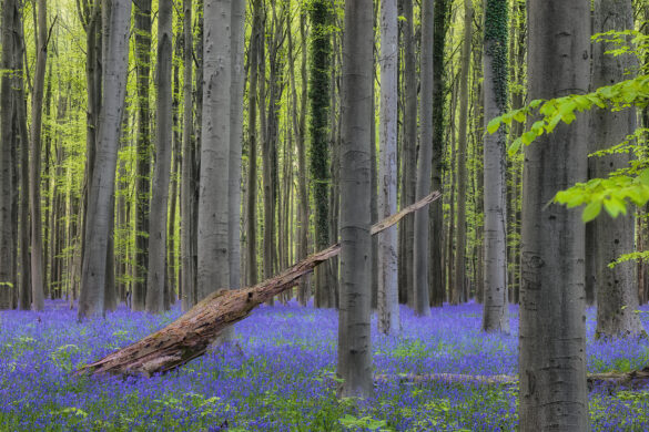 Hallerbos_09