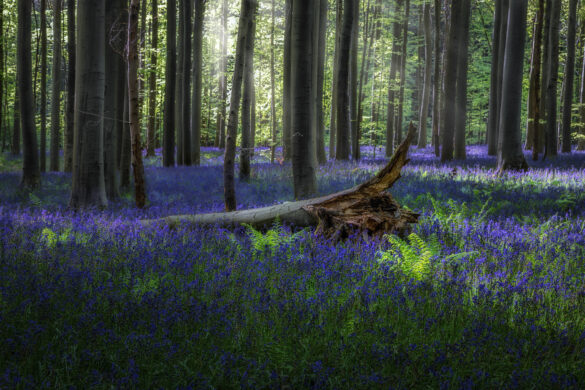 Hallerbos_10