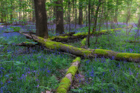 Hallerbos_11