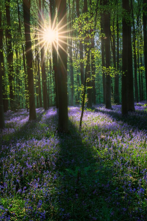 Hallerbos_12