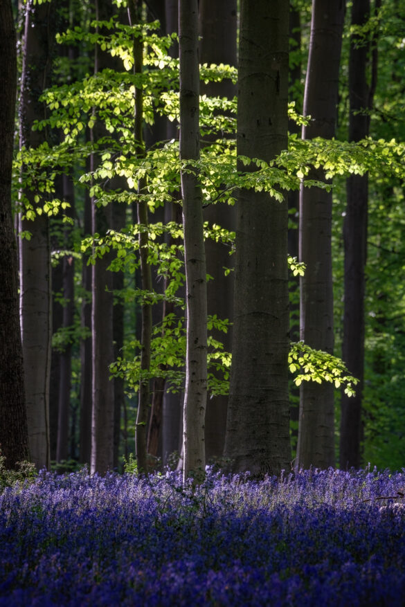 Hallerbos_13