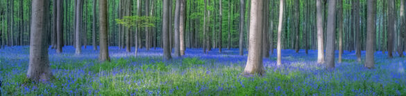 Hallerbos_14