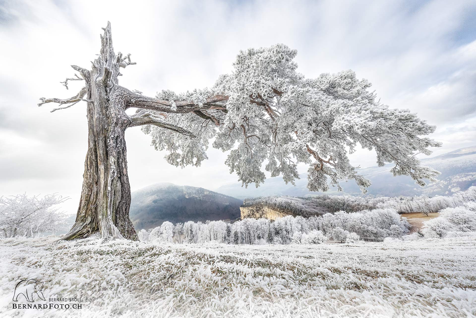 Bergföhre auf dem Roggen, SO
