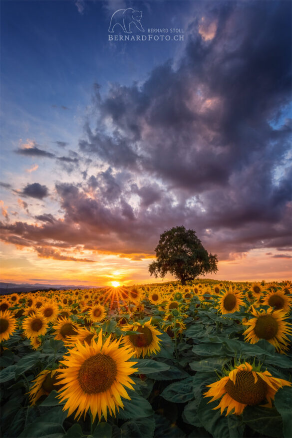 Sonnenblumenfeld im Abendlicht