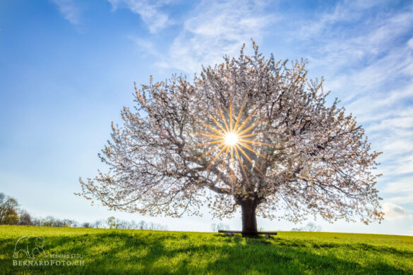 Kirschbaum in Buus, Baselland