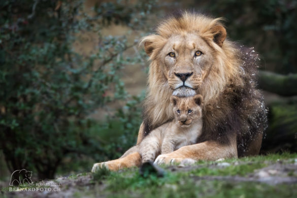 Löwe Vater und Sohn, Zoo Basel