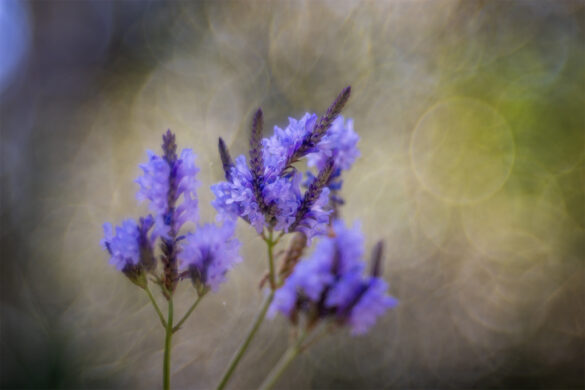 Meis_Botanisch_01