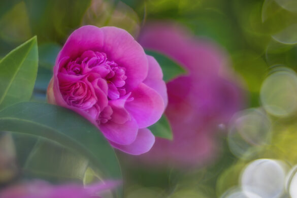 Meis_Botanisch_03