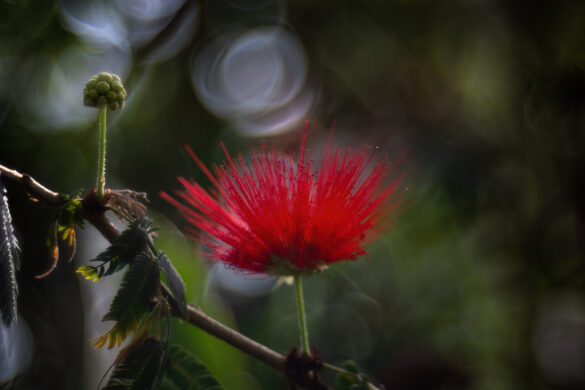Meis_Botanisch_04
