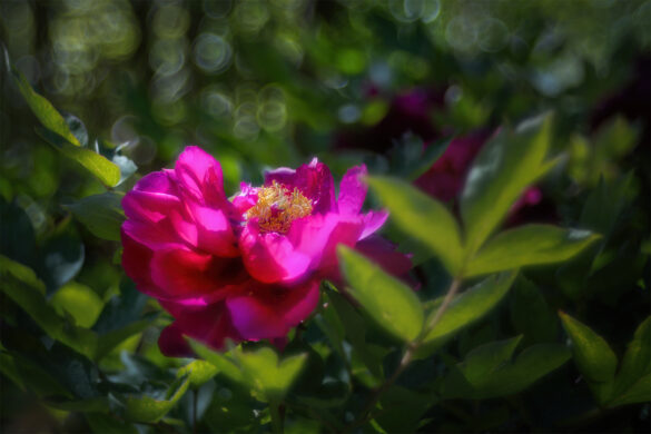 Meis_Botanisch_05