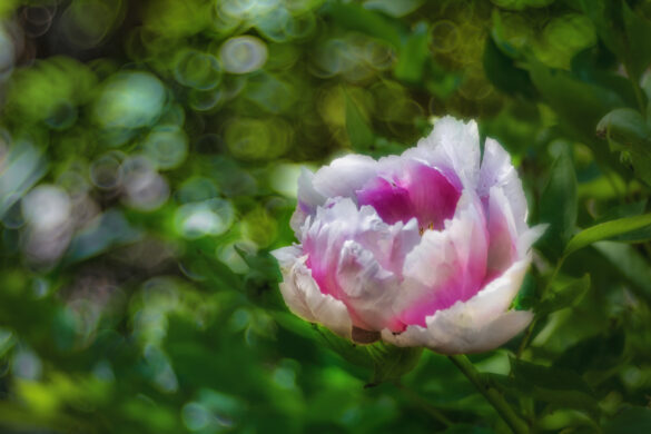 Meis_Botanisch_06