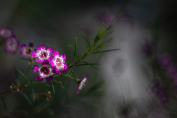 Meis_Botanisch_07