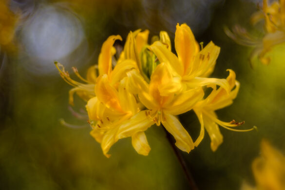 Meis_Botanisch_08