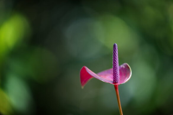 Meis_Botanisch_10
