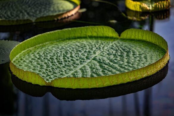 Meis_Botanisch_11