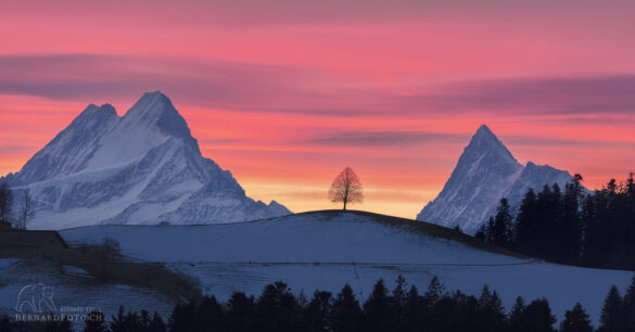 Das Schreckhorn und die Linde