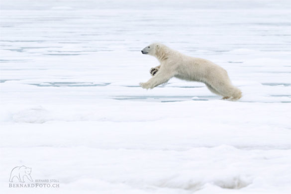 Eisbaer am springen