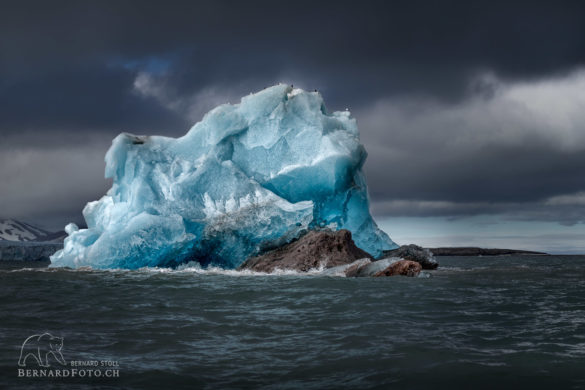 Eisberg mit Bewohner Voegel