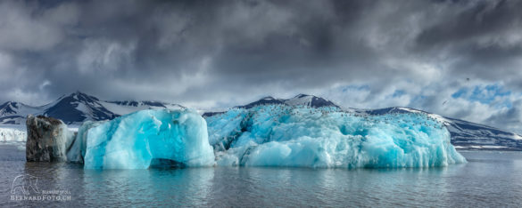 Dreizehenmöwe auf Eisberg