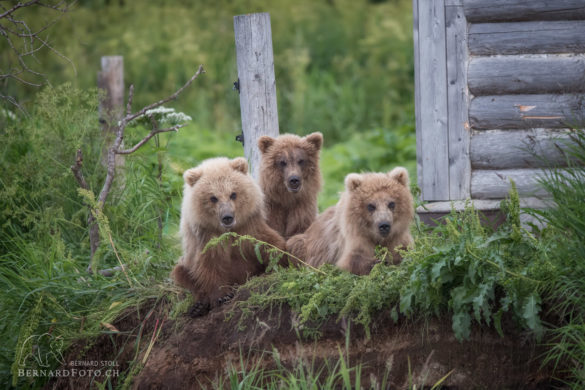 Drei Bärengeschwister ruhen sich aus