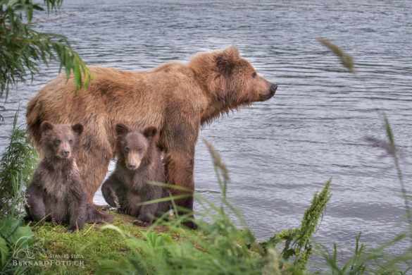 Kamtschatka Bärenmutter mit zwei Junge