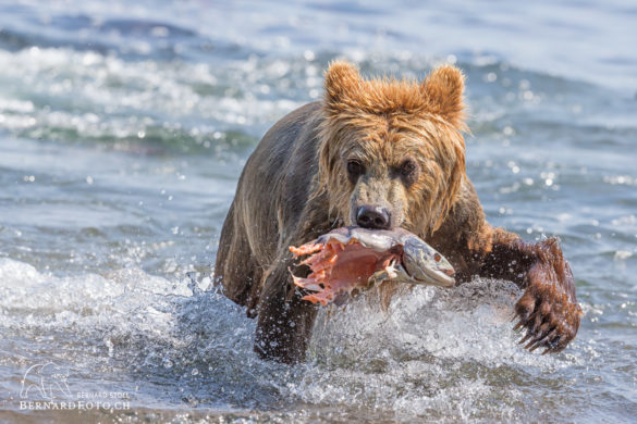 Kamtschatka Bär mit toter Lachs