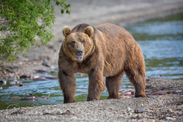 Kamtschatka Bär hat uns gesehen