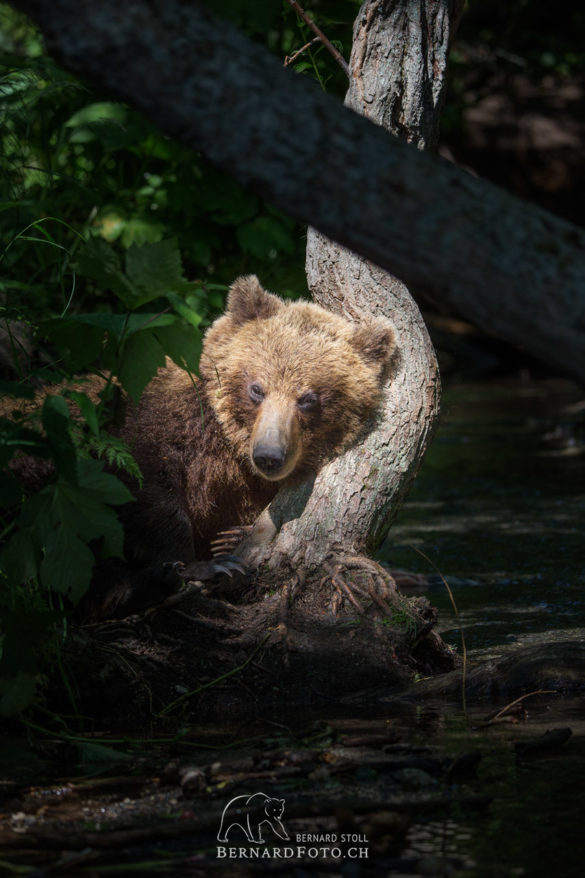 Kamtschatka Bär ruht sich aus Ein kleiner Powernap
