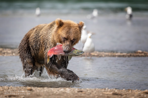 Kamtschatka Bär mit Lachsfang
